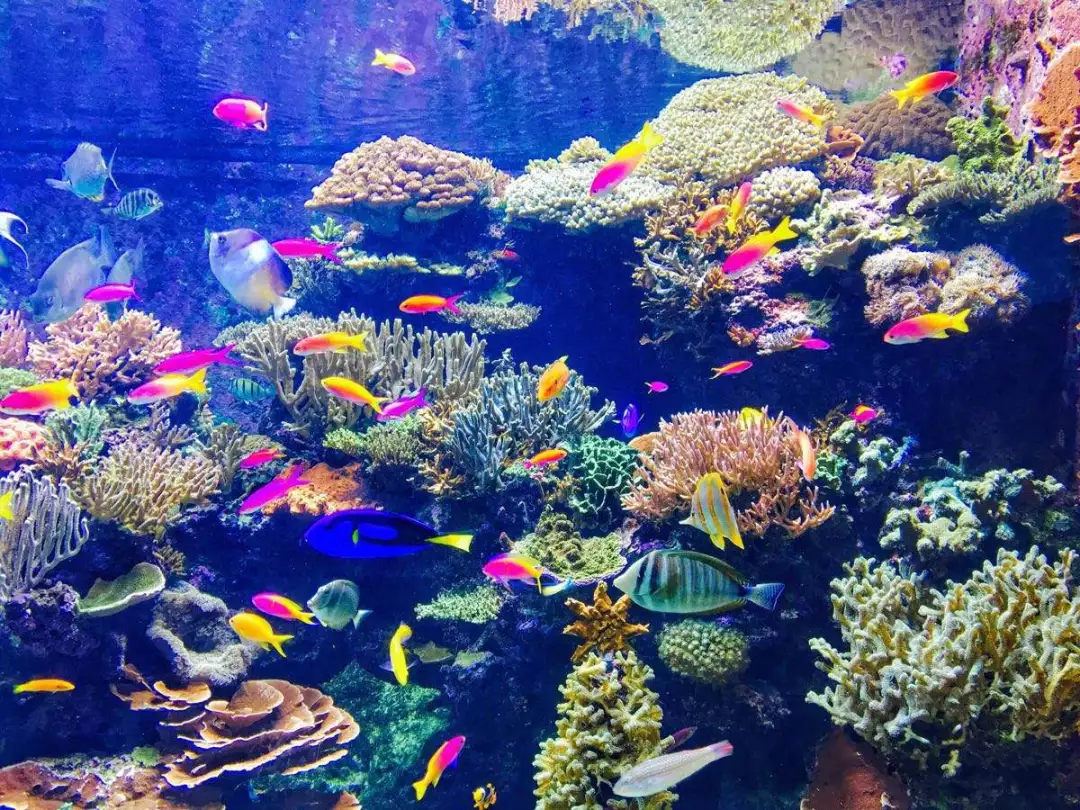 海水魚(yú)缸養(yǎng)殖，鹽度不能忽視